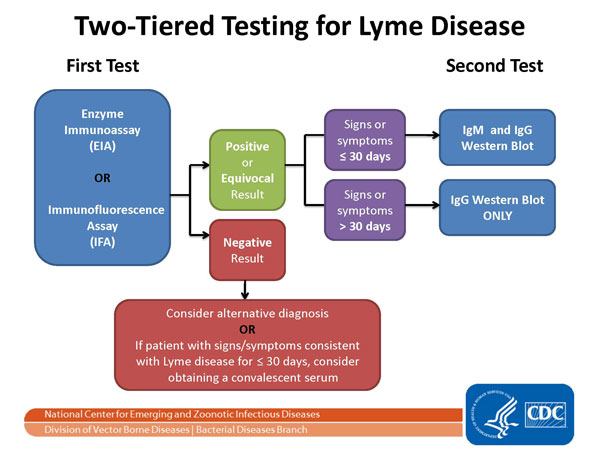 The CDC's Two-Tiered Lyme Test