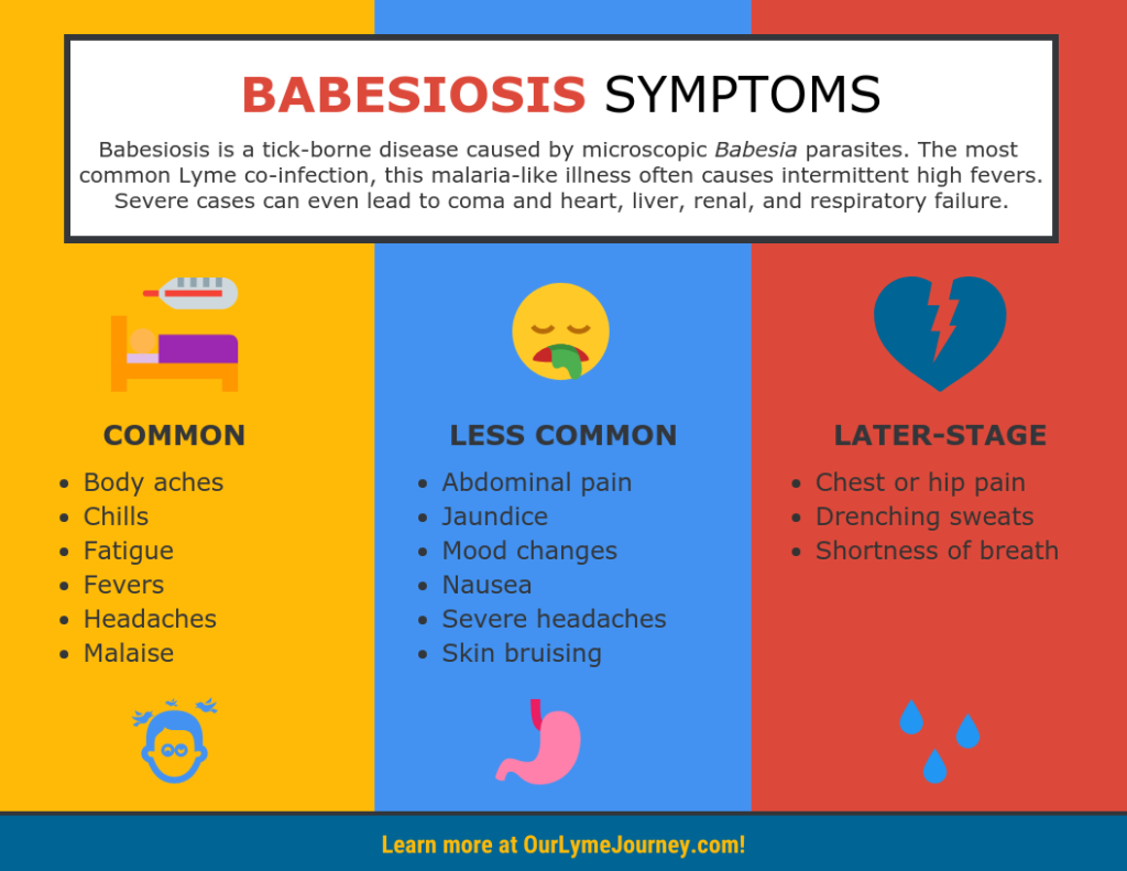 Babesiosis Symptoms