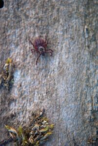 Ixodes ticks carry babesiosis, borreliosis, and other co-infections