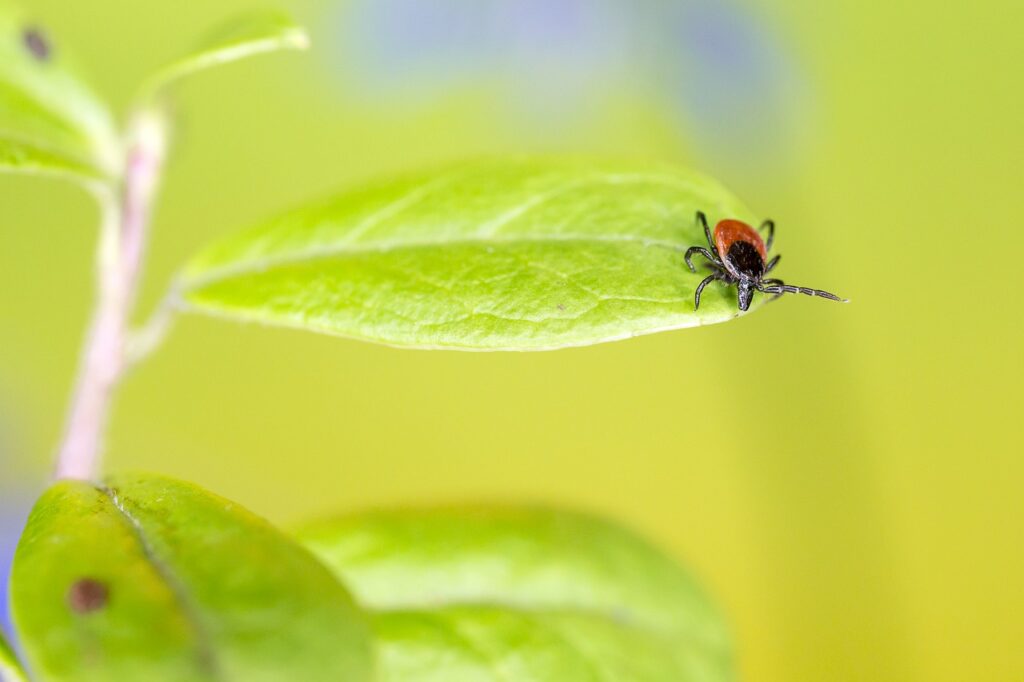 Lyme Disease  Awareness: Lyme’s Three Stages