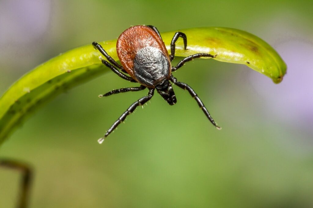 Why the Tests for Lyme Disease Flunk
